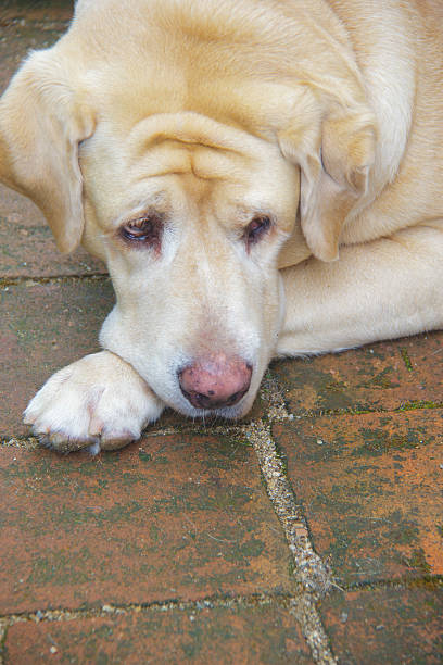 istock Labrador retriever  7 years old  on the floor. 184632843