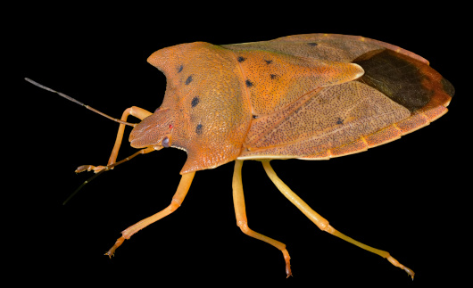 A close up of the yellow bug. Isolated on black.