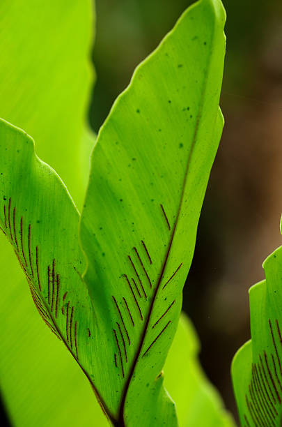 istock Detail of a leaf 184633202