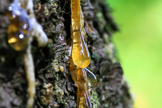 drop of resin beautiful drop of resin on pine bark tree resin stock pictures, royalty-free photos & images