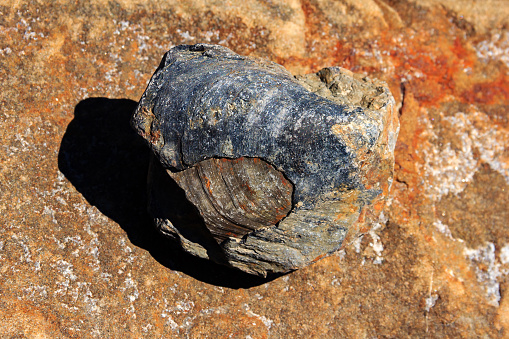 In the dry bed of the Zapotitlán river, in San Juan Raya, you can find different fossils of marine beings, such as this oyster that is completely petrified. It is part of the tourist attractions of the Tehuacan-Cuicatlan Biosphere Reserve.
