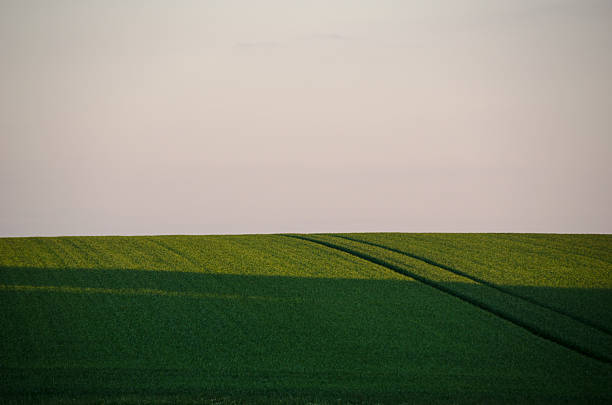 istock Background of a rye field 184633945