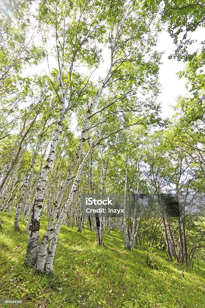 Bianco betulla Foresta paesaggio - Foto stock royalty-free di Chengde