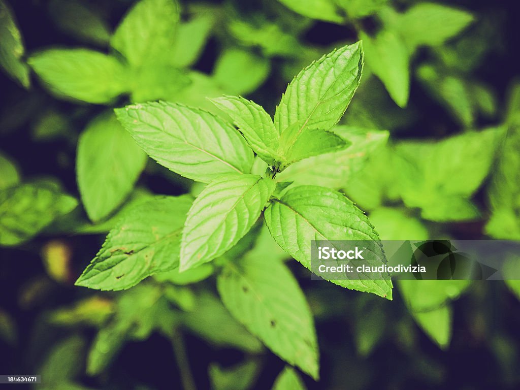 Retro look Peppermint Vintage looking Close up view of a peppermint plant Extreme Close-Up Stock Photo