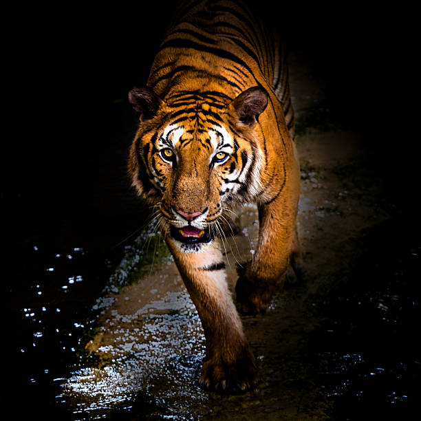 sumatran tiger walking out of shadow/Tiger