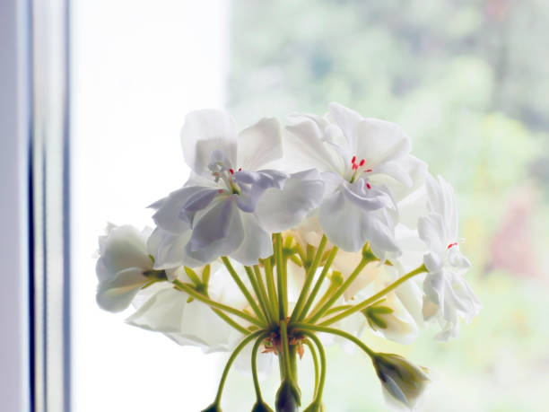 istock fresh bright white geranium flowers in a pot on the windowsill 1846356874