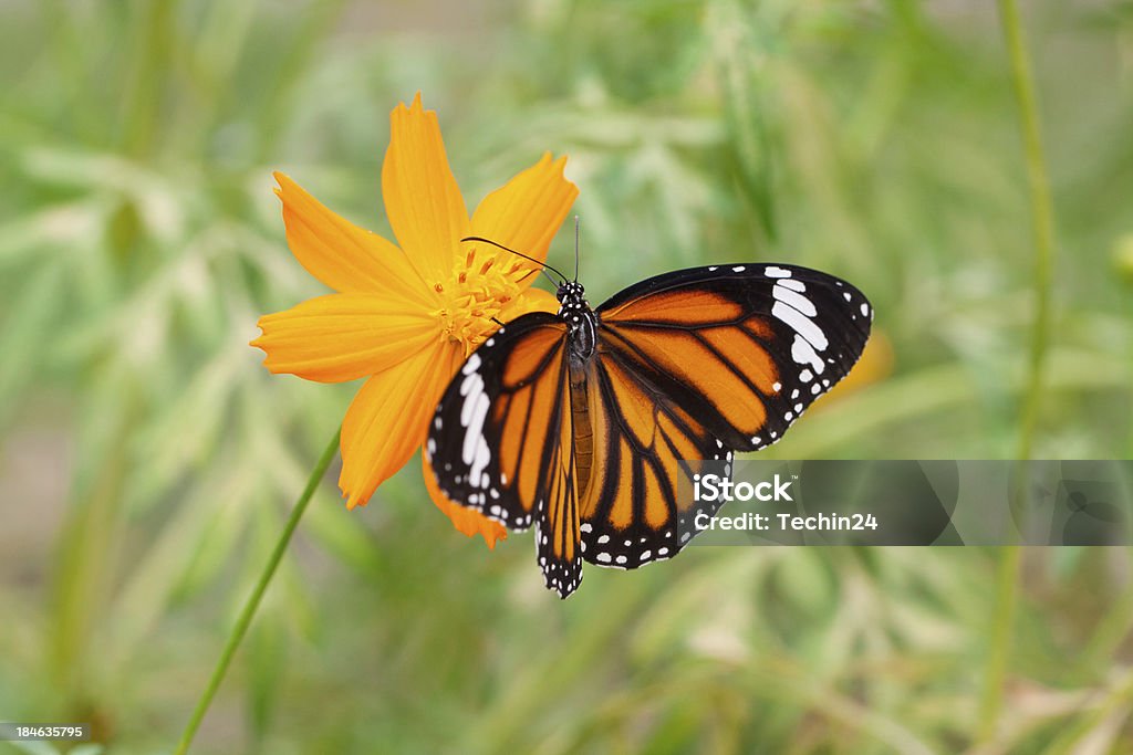 Monarch Butterfly Monarch Butterfly on a Flower Animal Stock Photo