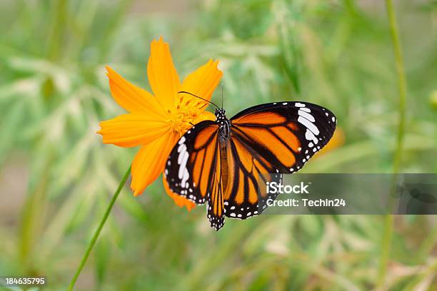 Monarch Butterfly Stock Photo - Download Image Now - Animal, Animal Wildlife, Bed - Furniture