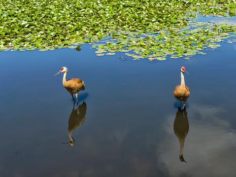 Sandhill Crane couple in the lakeshore of Burnaby Lake.