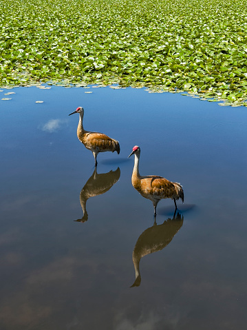 Sandhill Crane couple in the lakeshore of Burnaby Lake.