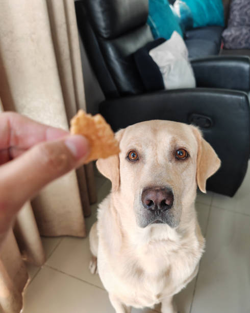 istock Labrador Retriever dog sit and wait for snack feed by owner 1846359511