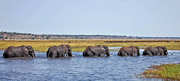 Five elephants crossing the Chobe River to Sududu island Five bachelor sub-adult male African Elephants waist deep in water stock pictures, royalty-free photos & images