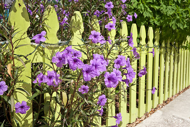 istock Picket Fence and Flowers 184636462
