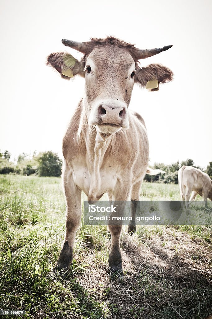 Cows "Photo of beautiful cows. Friuli Venezia Giulia. Italy.(Isola della Cona, Monfalcone)To see more:" Animal Stock Photo