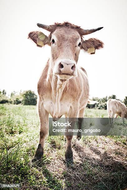 Cows Stock Photo - Download Image Now - Animal, Beauty In Nature, Cattle