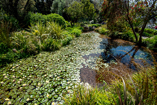 Park Garden Pond in Sha Tin, Hong Kong