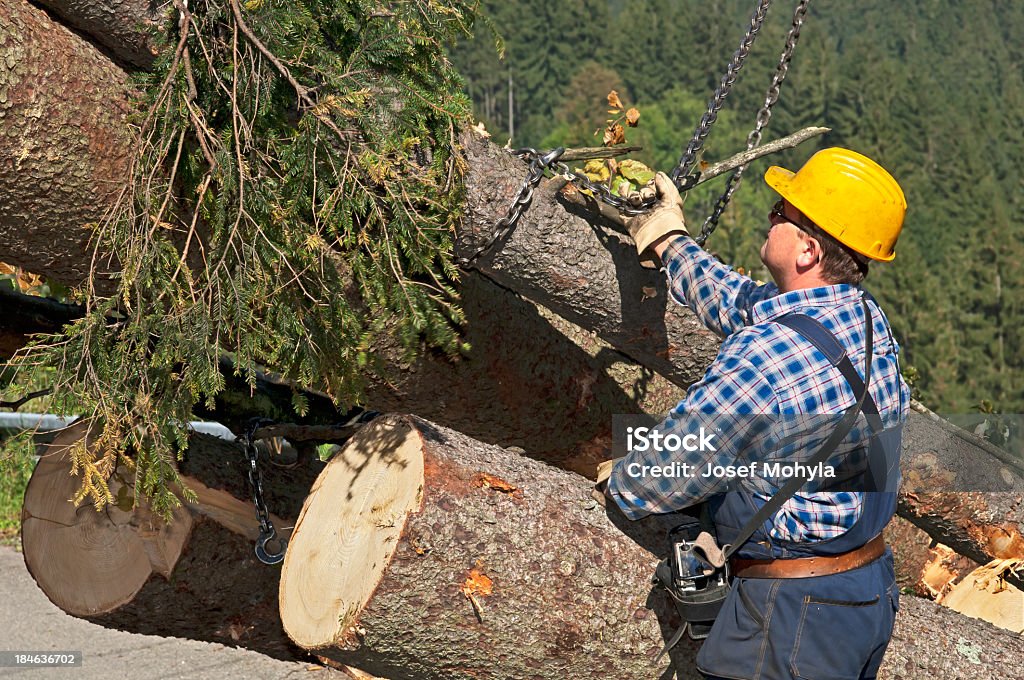 Industria forestale-Raccolta di sistema - Foto stock royalty-free di Industria forestale