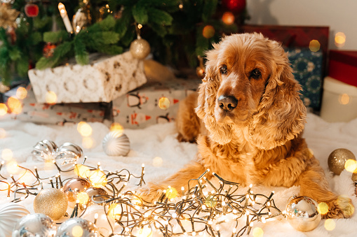 Spaniel is waiting for the holiday at home, dog is sitting next to the Christmas tree balls scattered on the floor.Christmas picture,tree and lights in the background. Merry Christmas and Happy New Year.Dog interested in christmas tree toys, new year holidays concept.