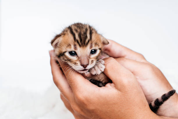 istock Two week old small newborn bengal kitten on a white background. 1846368029