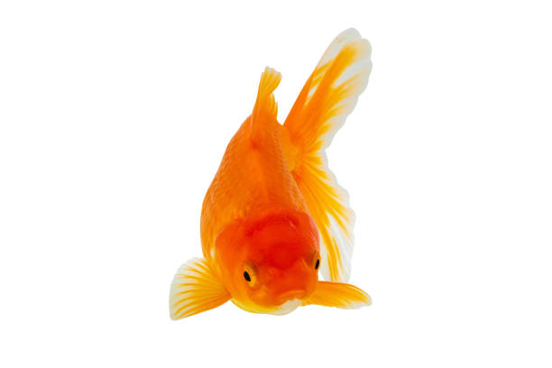 istock Oranda goldfish isolated on white background close up 1846368091