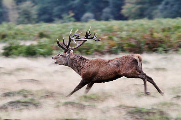 istock Red deer stag in running rut action 184636895