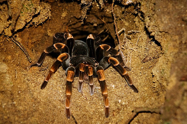 istock Costa Rican Red Leg Tarantula 184637013