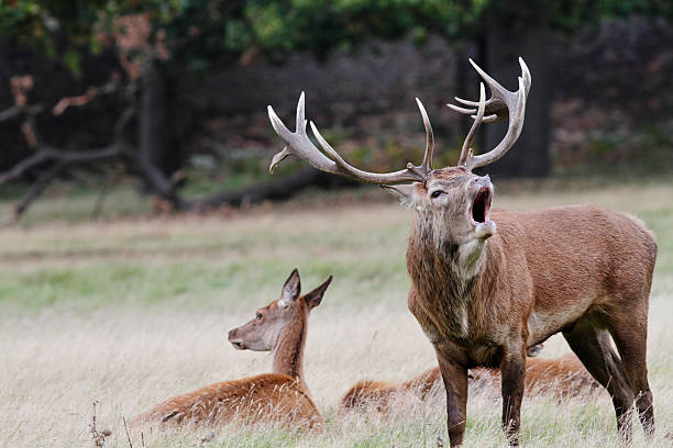 roaring red deer stag master com sarouel hinds - bushy park - fotografias e filmes do acervo