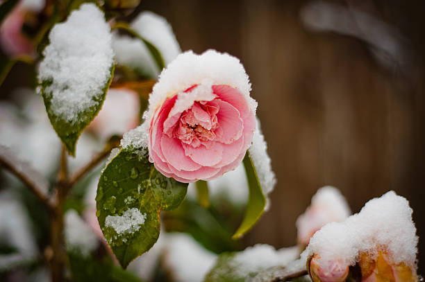 Pink Rose Blossom in a late snow. stock photo