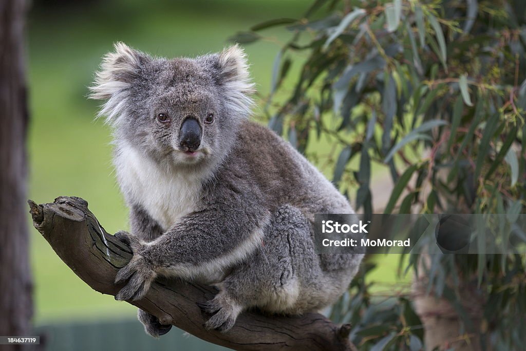 Koala koala that is awake and alert Animal Stock Photo