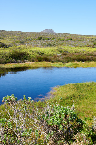 Small waterhole in the wilderness of Cape Point National Park, Western Cape, South Africa