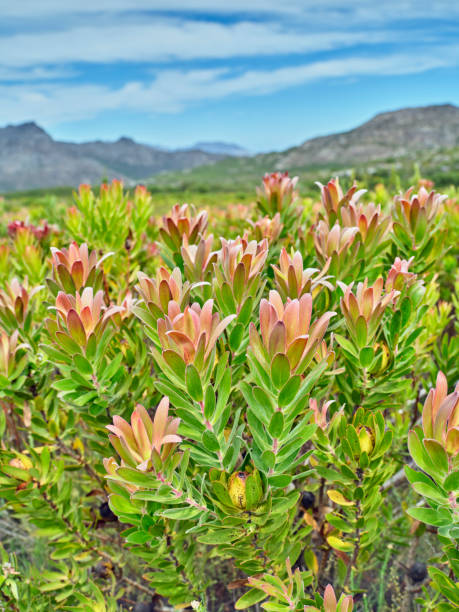 istock Flowers, plant and trees 1846373285