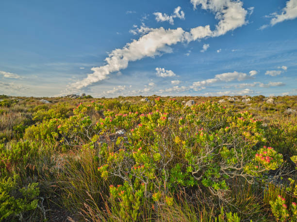 Wild Flowers, plants and trees in the nature around  Cape Town, South Africa,