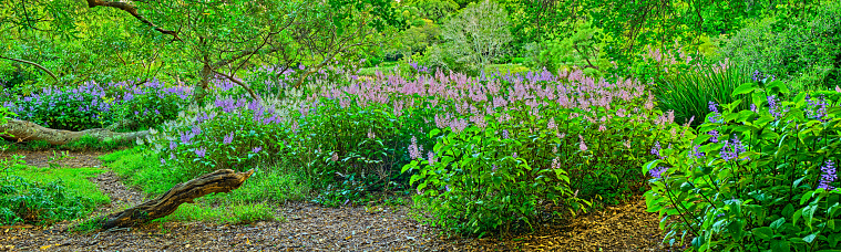 Flowers, plants and trees in Kirstenbosch Botanical Gardens in Cape Town, South Africa,