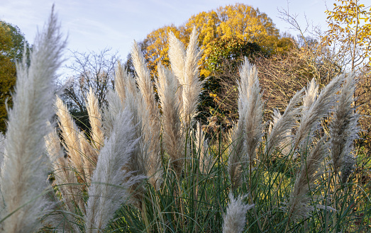 The fascinating plumage of the flowers of the pampas grass in the park. White cream fluffy flowers of Cortaderia selloana, is a nice floering grass for the garden, Space for text, Selective focus.