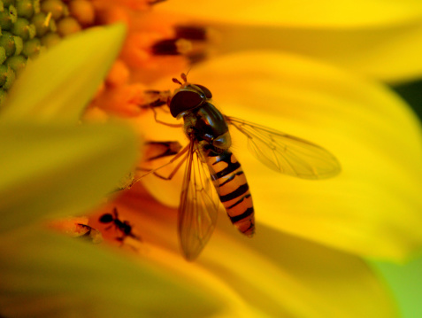 A Syrphid feeding on a sunflower. An ant can be seen below out of focus.