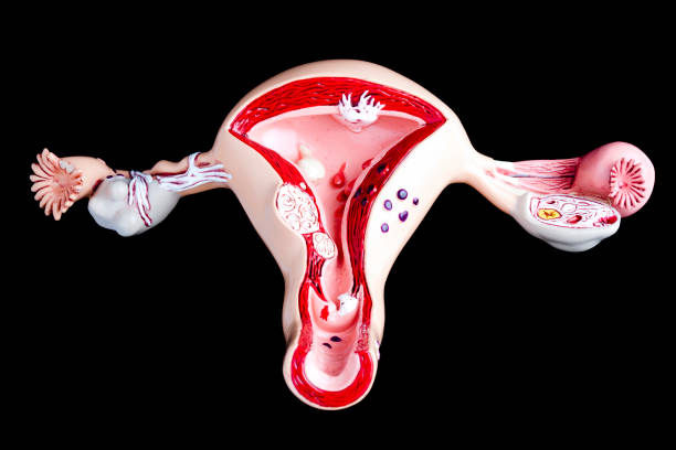 istock Uterus and ovaries on black background 184637762