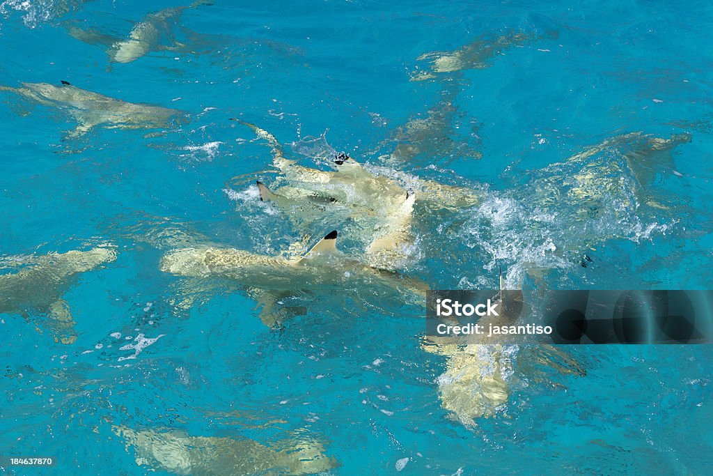 Sharks - Lizenzfrei Aggression Stock-Foto