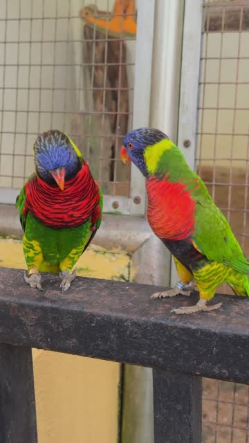 Two funny coconut lorikeet parrots walk along crossbar located inside enclosure