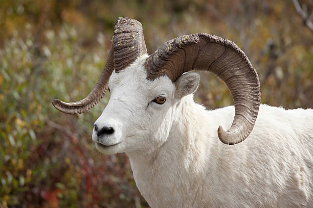 돌산양 ram (다나다 국립 공원, 알래스카 usa - dall sheep 뉴스 사진 이미지