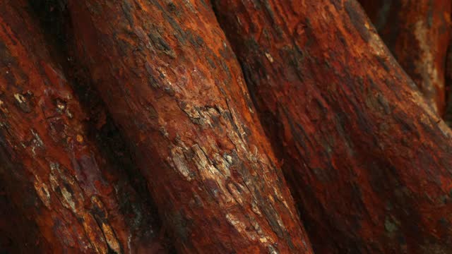Close-up texture of vibrant red tree bark in natural setting. Detail