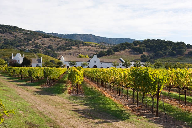 istock Napa Valley Views and Winery 184638442