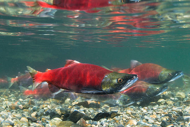 Kokanee Salmon Spawning Kokanee Salmon on their return journey to the creek where they were born on the shores of Lake Tahoe where they will spawn and die. salmon underwater stock pictures, royalty-free photos & images