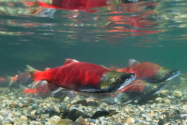 Photo of Kokanee Salmon Spawning