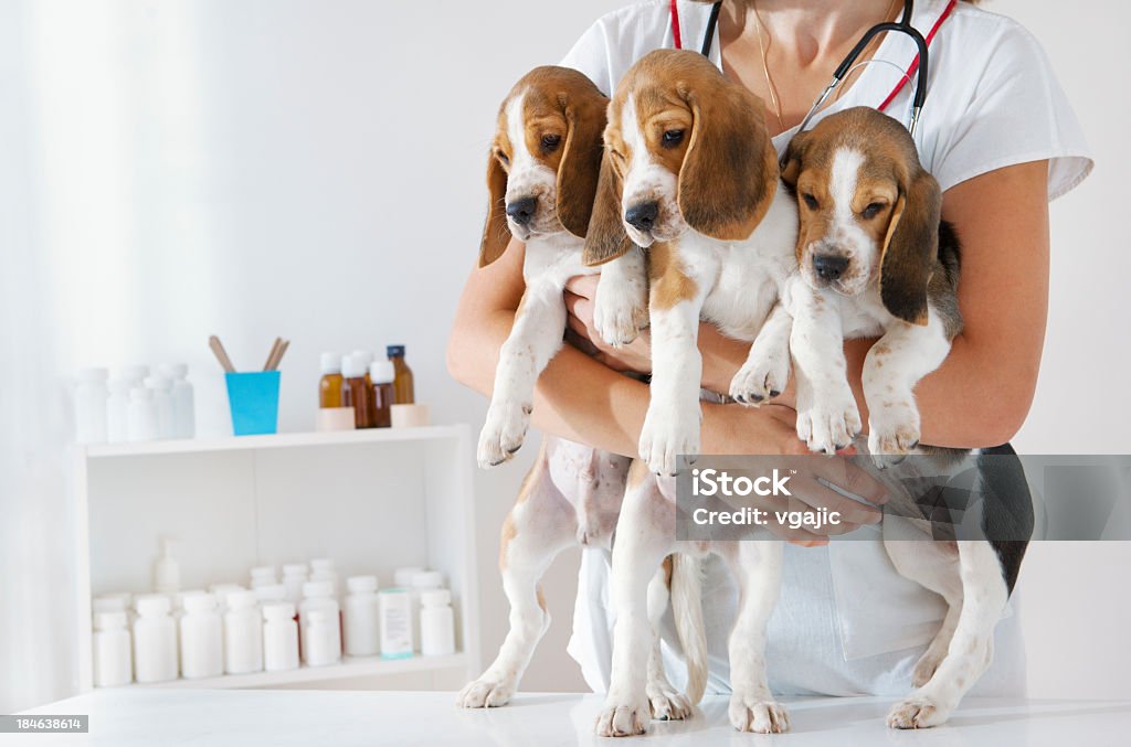 Jovem fêmea veterinário segurando um lindo pouco cachorros, Beagles - Royalty-free Cachorrinho Foto de stock