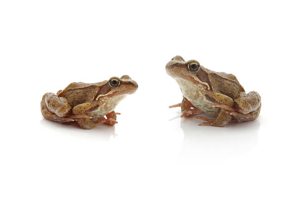 istock two frogs XXXL 184638763