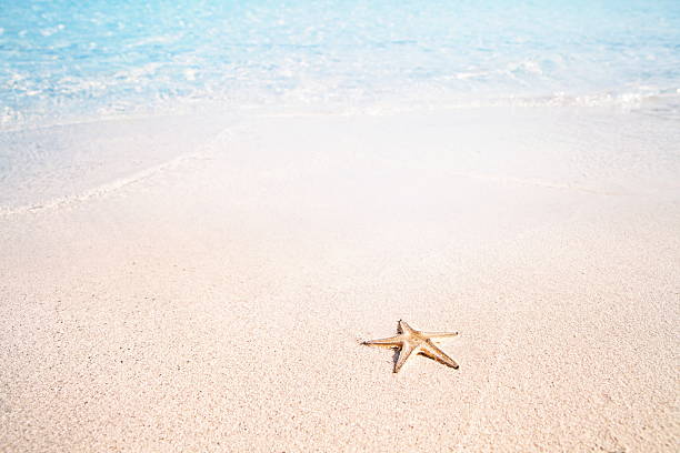 istock Lonely starfish on the beach 184638803