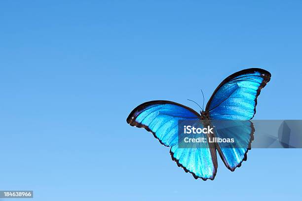 Blauer Morpho Stockfoto und mehr Bilder von Schmetterling - Schmetterling, Blau, Himmel