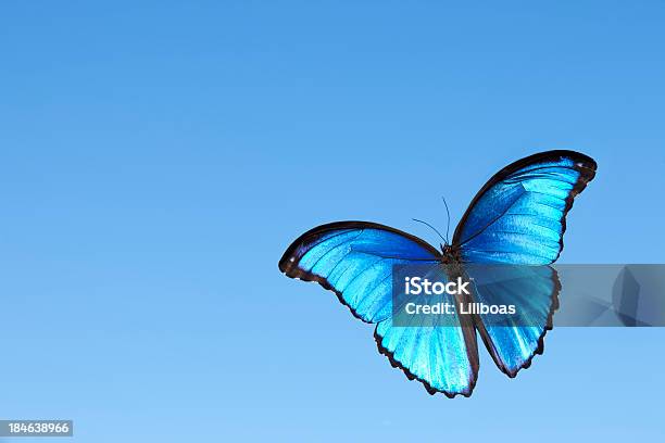푸른모르포나비 나비에 대한 스톡 사진 및 기타 이미지 - 나비, 파란색, 하늘