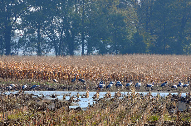 istock flock of Common Crane during autumn migration on field (Germany) 184639314