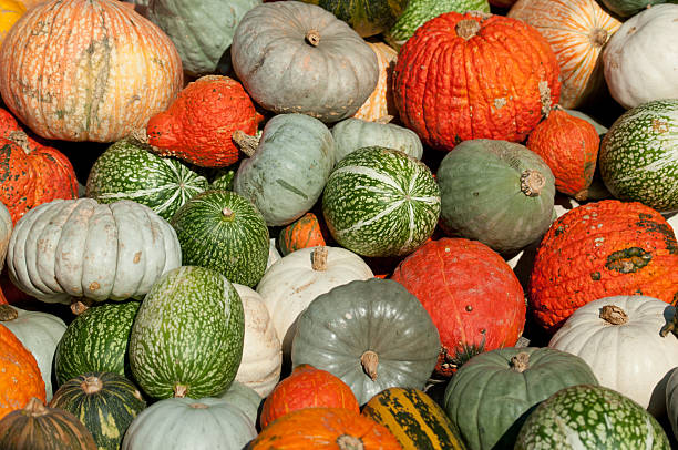 aburras completamente pumpkins - kurbis fotografías e imágenes de stock